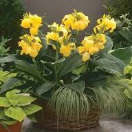 Red Yellow Canna Edulis Flower Seeds