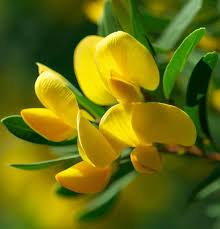Yellow Pulmonaria Flower Seeds 