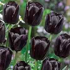 Black Tulip Flower Seeds