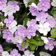Pink Brunfelsia Flower Seeds