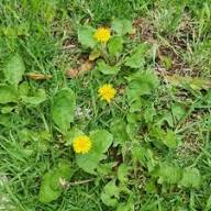 Yellow Dandelion Flower Seeds - Heirloom Non GMO High Germination Flower Seeds for Planting