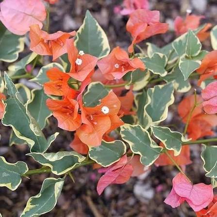 Bougainvillea glabra Flower Seeds