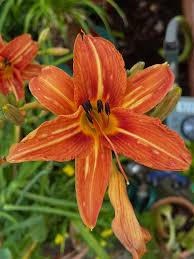 ORANGE HEMEROCALLIS FLOWER SEEDS HEIRLOOM NON-GMO HIGH GERMINATION ORGANIC GARDEN SEEDS FOR PLANTING Seeds - Heirloom No