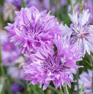 Violet Centaurea Flower Seeds