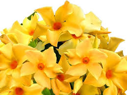 YELLOW DIPLADENIA SANDERI Flower Seeds 