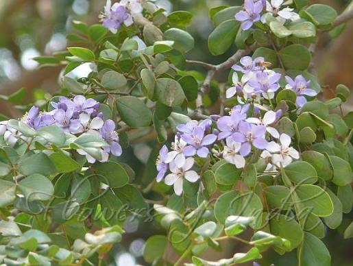 Lignum Vitae Flower Seeds