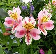 Pink Blooming Alstroemeria Flower Seeds