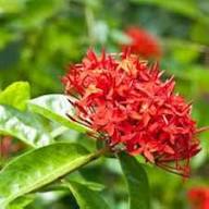 RED IXORA FLOWER SEEDS HEIRLOOM NON-GMO HIGH GERMINATION ORGANIC GARDEN SEEDS FOR PLANTING Seeds - Heirloom Non GMO