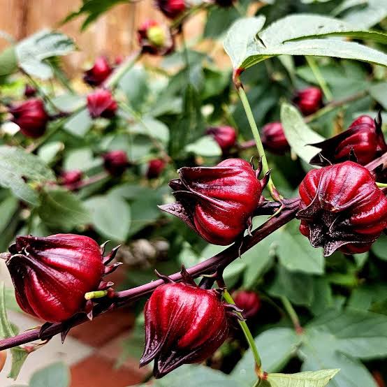 Maroon Roselle Plant Seeds