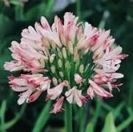 Pink Agapanthus Flower Seeds