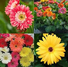 Gerbera Flower Seeds