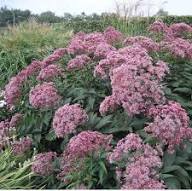 PINK EUPATORIUM FLOWER SEEDS