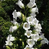 Pink Campanula Flower Seeds - Heirloom, Non-GMO, High Germination Flower Seeds for Planting