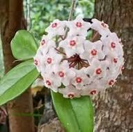 White Carnosa Flower Flower Seeds - Heirloom Non GMO High Germination Organic Garden Planting Seeds