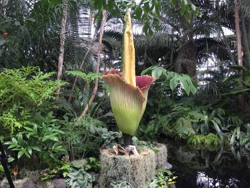 Purple Corpse Flower Seeds 
