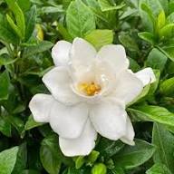 White Gardenia Jasminoides Flower Flower Seeds - Heirloom Non GMO High Germination Organic Garden Planting Seeds