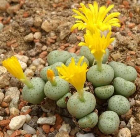 Conophytum Flower Seeds 