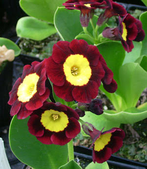 Red Primula Auricula Flower Seeds 