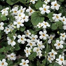 White Bacopa Utopia Flower Seeds 