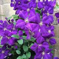 Violet Clematis Flower Seeds Rare Blooming Plants for Balcony and Patio Gardening for Colorful Seeds for Planting Heirlo