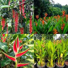 HELICONIA Flower Seeds 