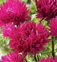Aster Flower Seeds - Heirloom, Non-GMO, High Germination Flower Seeds for Planting