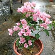 Pink Light Bougainvillea Flower Seeds - Heirloom Non GMO High Germination Flower Seeds for Organic Home Garden Planting