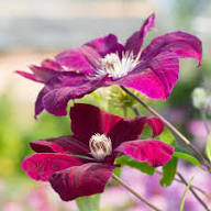 Blooming Clematis Flower Seeds
