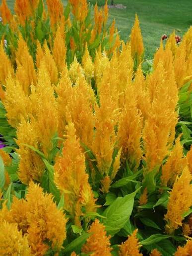 Yellow Astilbe Flower 