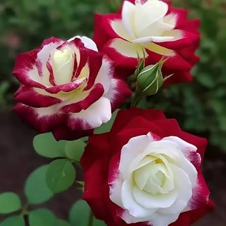 Red White Osiria Rose Flower Seeds 