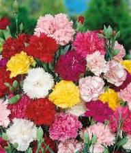 Carnations Flower Seeds Mixed - Heirloom Non GMO High Germination Garden Seeds for Planting