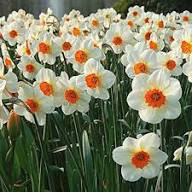 White Orange Daffodils Flower Seeds - Heirloom Non GMO High Germination Flower Seeds for Planting