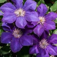 Violet Blooming Clematis Flower Seeds