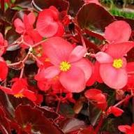Red Begonia Flower Flower Seeds - Heirloom Non GMO High Germination Organic Garden Planting Seeds