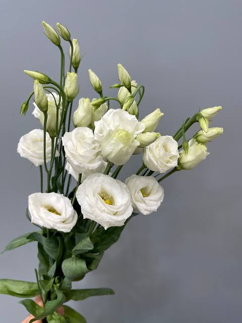 Pink Lisianthus Flower Seeds Heirloom Non GMO High Germination Organic Garden - Heirloom Non GMO Premium Garden Seeds fo