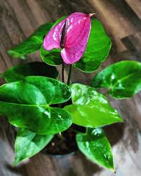 Purple Anthurium Flower Flower Seeds - Heirloom Non GMO High Germination Organic Garden Planting Seeds