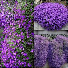 Purple Cress Aubrieta Flower Exotic Flowering Plants for Vibrant Backyard Beauty for Colorful for Planting Heirloom Non