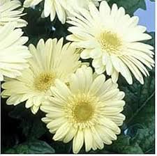 White Gerbera Daisy Flower