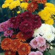 Blooming Chrysanthemum Flower Flower Seeds - Heirloom Non GMO High Germination Organic Garden Planting Seeds
