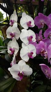White Phalaenopsis Flower Seeds