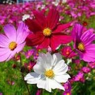 Pink Cosmos Flower Seeds