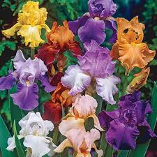 Bearded Iris Flower Seeds 