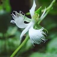 White Egret Orchid Flower Seeds – - Heirloom Non GMO High Germination Garden Seeds for Planting
