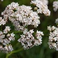 Valerian Flower Rare Blooming Plants for Planting Heirloom Non-GMO High Germination Organic Garden for Balcony and Pa