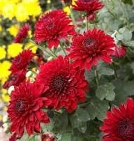 Red Chrysanthemum Flower Seeds Easy Grow Blossoms Home Garden Decoration Colorful Landscape Seeds for Planting Heirloom Non-GMO High Germination Organic Garden Seeds