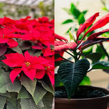 POINSETTIA FLOWER SEEDS HEIRLOOM NON-GMO HIGH GERMINATION ORGANIC GARDEN SEEDS FOR PLANTING Seeds - Heirloom Non GMO Hig