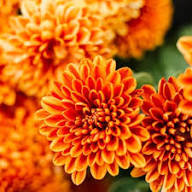 Orange Chrysanthemum Flower Seeds - Heirloom Non GMO High Germination Premium Flower Seeds for Home Garden