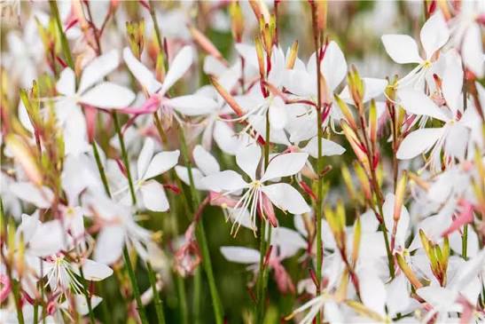 White Gaura Lindheimeri Flower Seeds 
