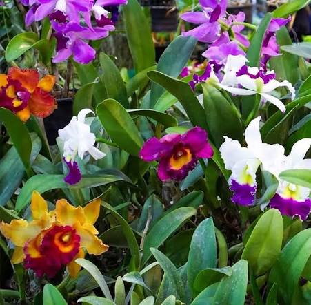 Mixed Cattleya Flower Seeds 