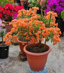 Red White Bougainvillea Flower 